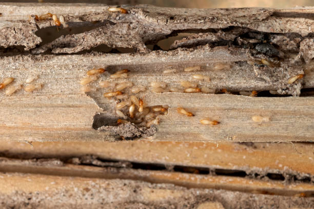 Best Mosquito Control Services  in Laramie, WY